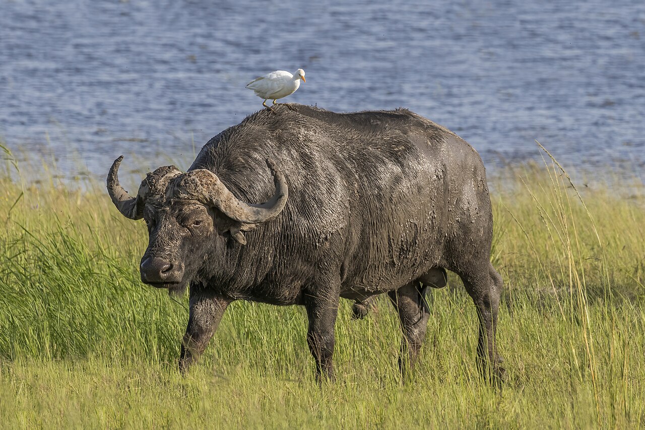 Cape Buffalo herd in Kafue