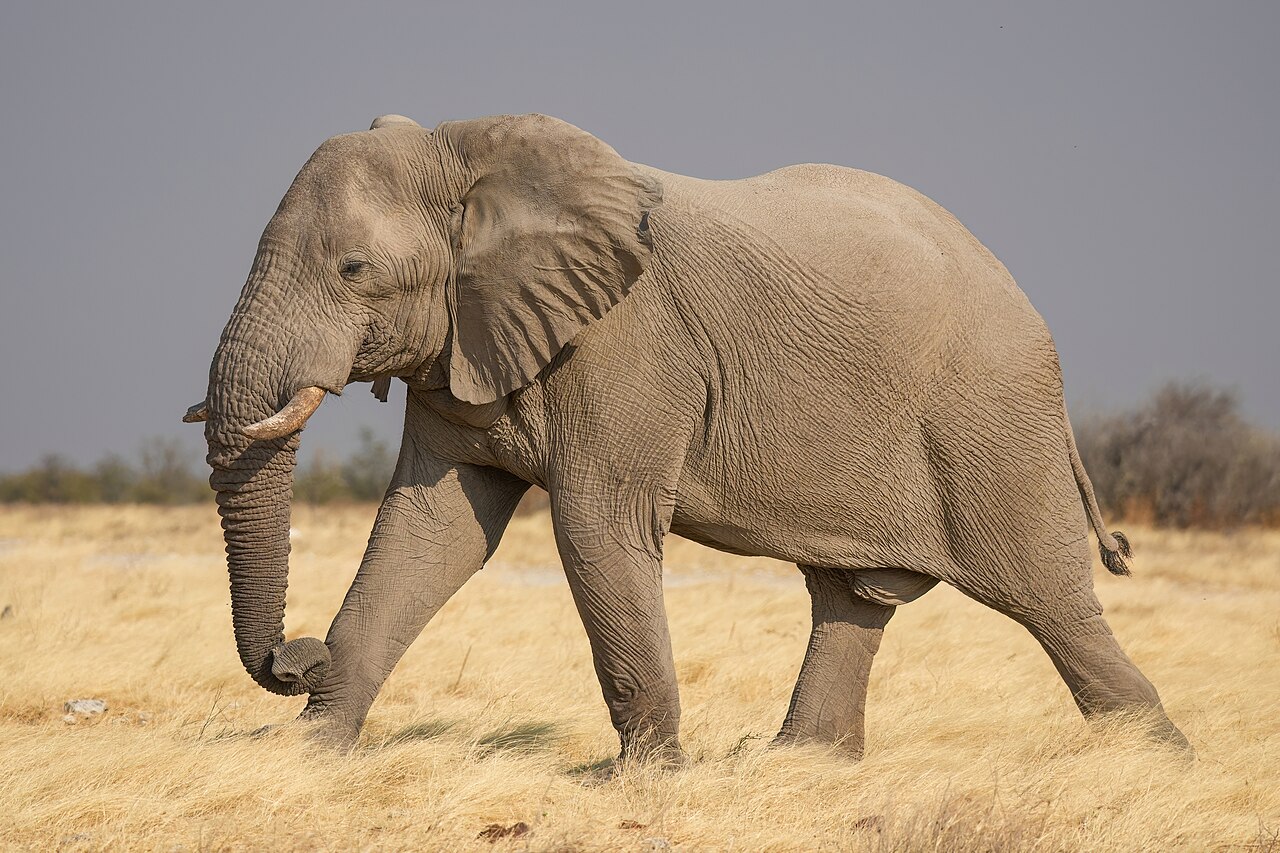 Elephant