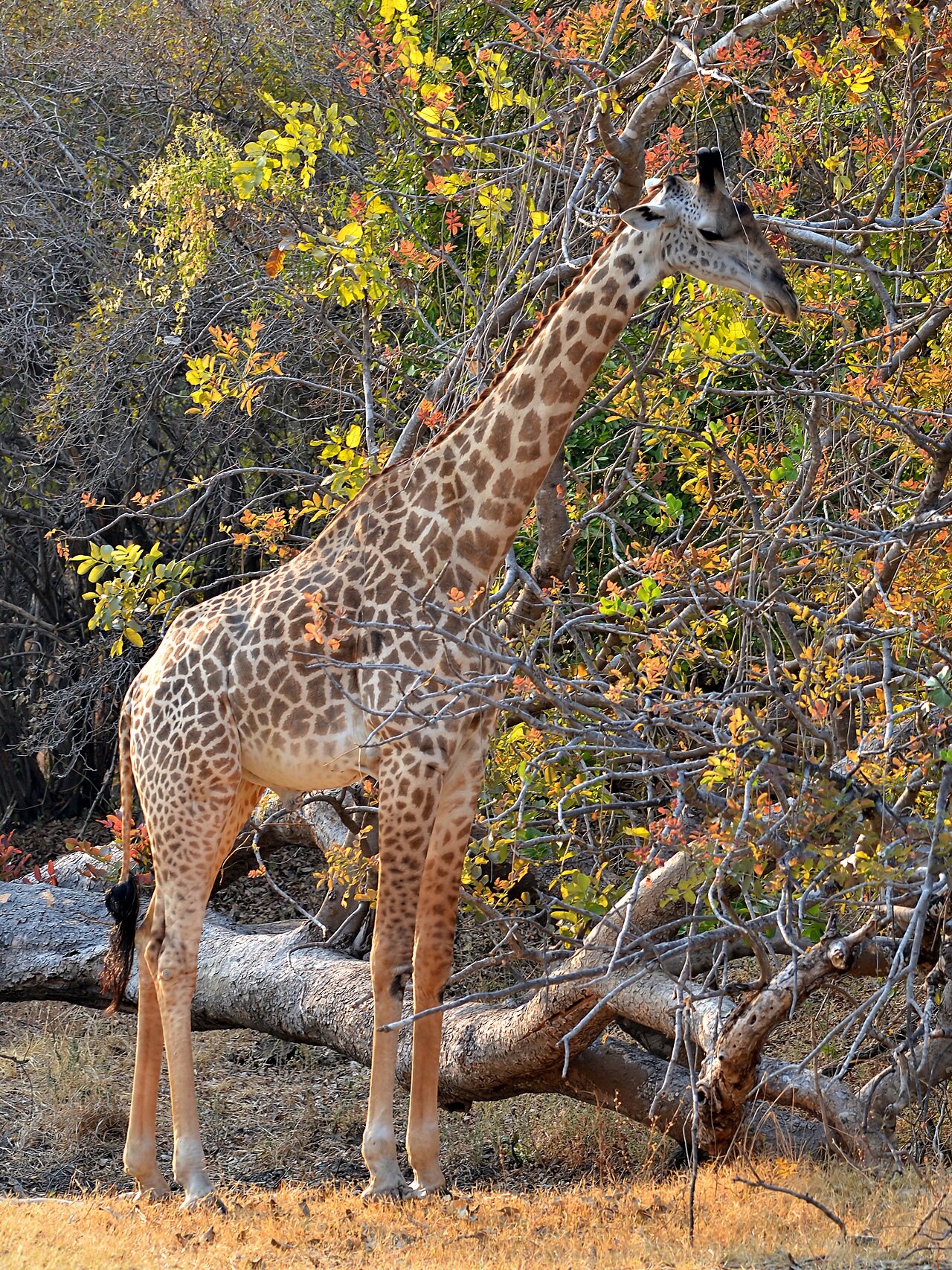 Thornicroft Giraffe