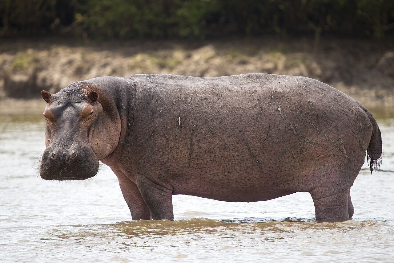 Hippo pod in Kafue River
