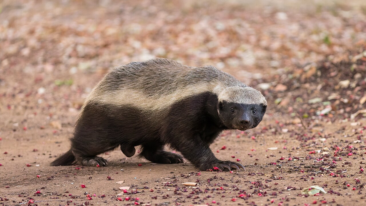 Honey Badger foraging