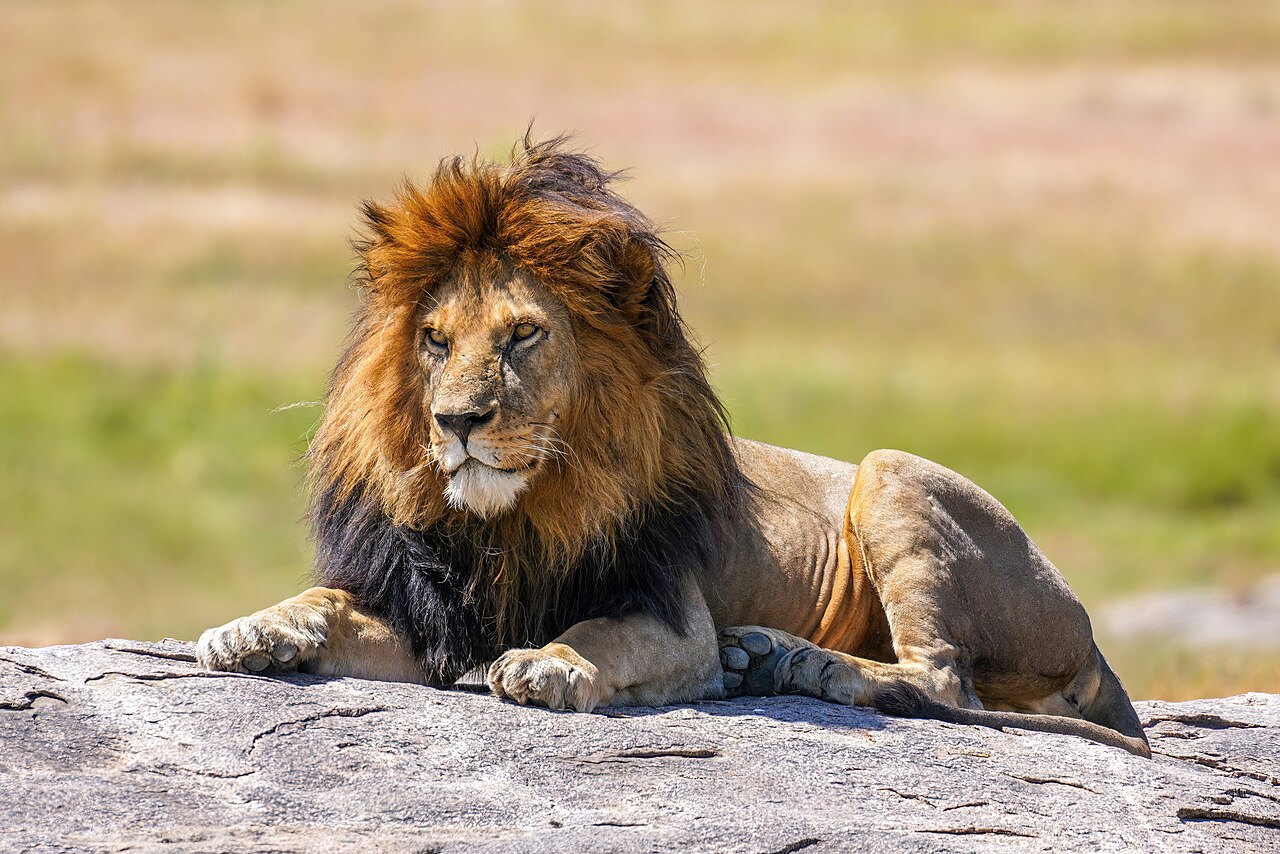 Kafue Camera Trap Capture