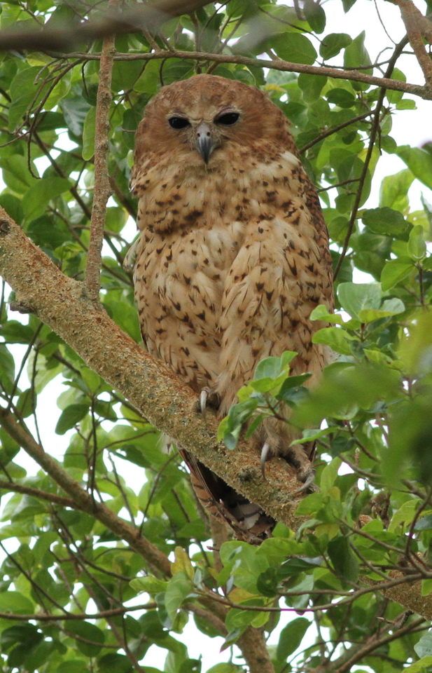 Pels Fishing Owl