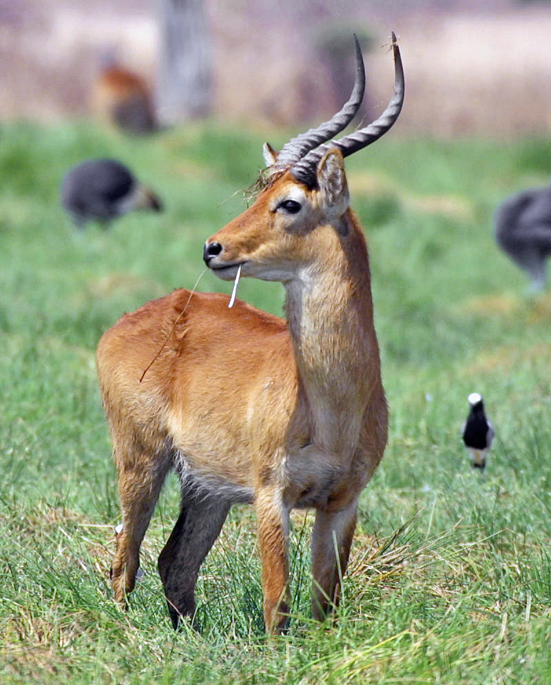 Puku antelope Zambia