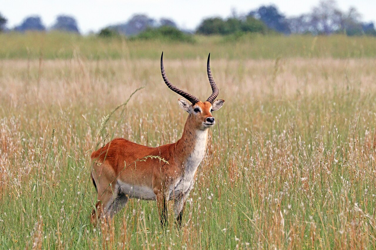 Red Lechwe Antelope Kafue