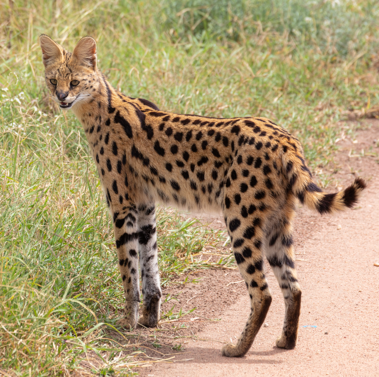Serval cat in tall grass