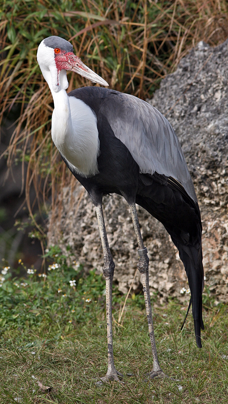 Wattled Crane in Kafue wetlands