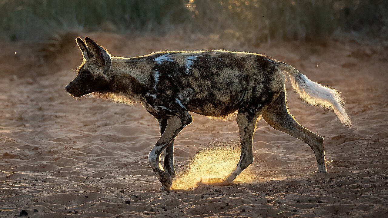 Wild Dog