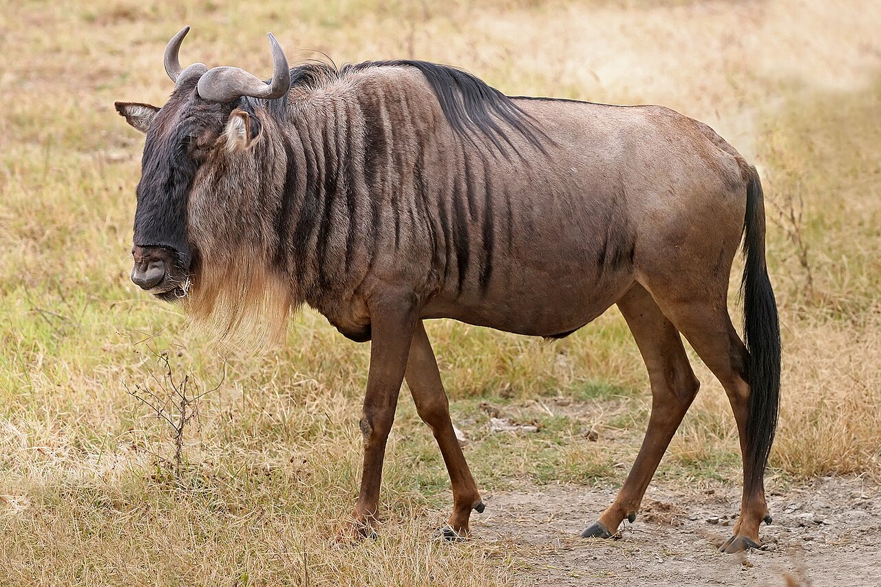 Blue Wildebeest grazing