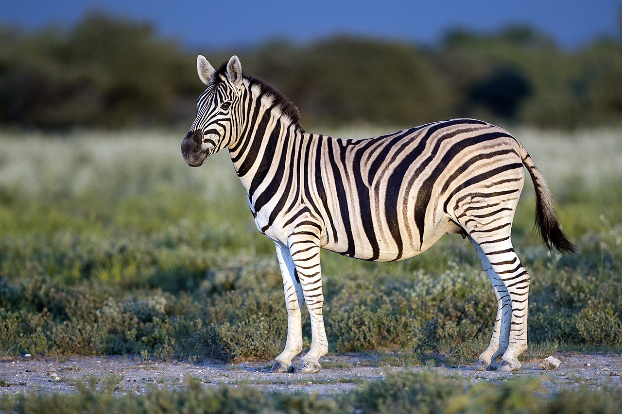 Plains Zebra in grassland